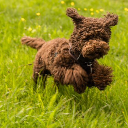 Spaziergang: Durch Nümmen mit meiner Mutter und ihrem Hund Bobby' - Hintergrundbild