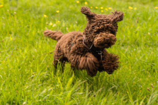 Spaziergang: Durch Nümmen mit meiner Mutter und ihrem Hund Bobby - Vordergrundbild