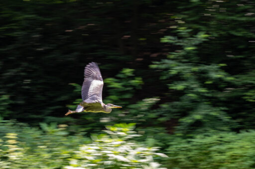 Spaziergang: Lochbachtal - Vordergrundbild