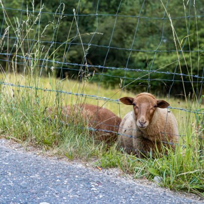 Spaziergang: Heidberg am Abend' - Hintergrundbild