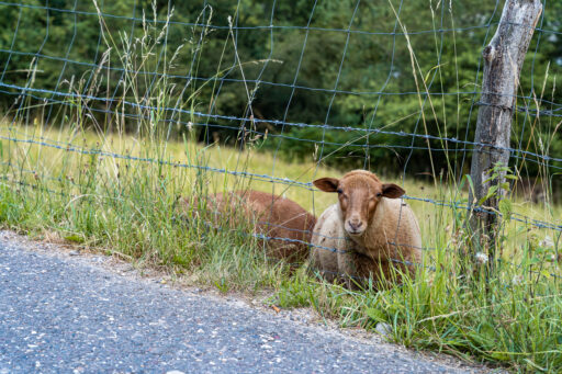 Spaziergang: Heidberg am Abend - Vordergrundbild