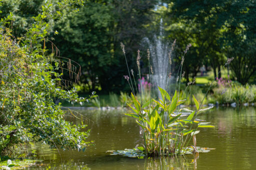 Park Reitersdorf - Bad Honnef - Vordergrundbild