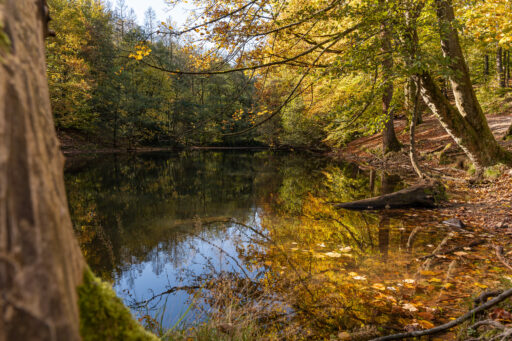 Spaziergang: Gräfrath - Kleiner Waldsee - Vordergrundbild