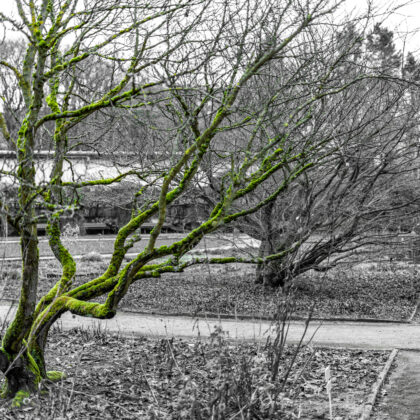 Botanischer Garten im Winter' - Hintergrundbild