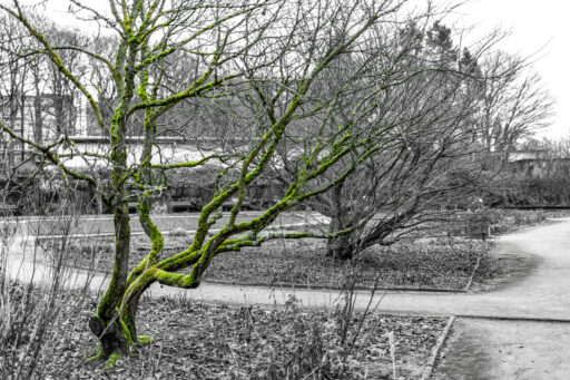 Botanischer Garten im Winter - Vordergrundbild