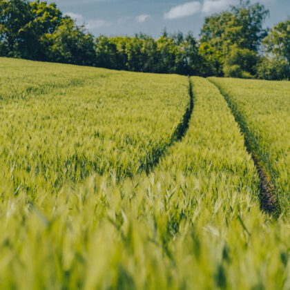 Spaziergang Nümmen' - Hintergrundbild